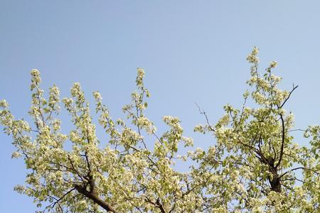 棠梨为什么不开花