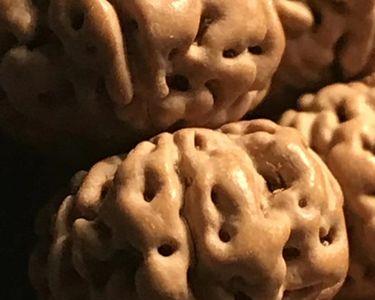 六瓣树王值得玩吗