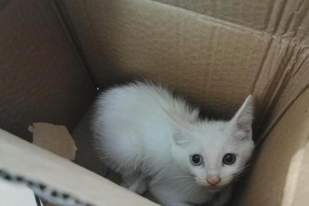 刚到家的猫会跳窗嘛