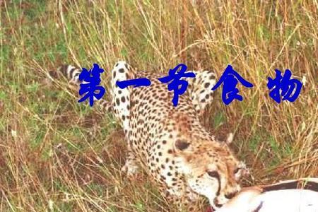 七年级上册生物22页食物链有几条
