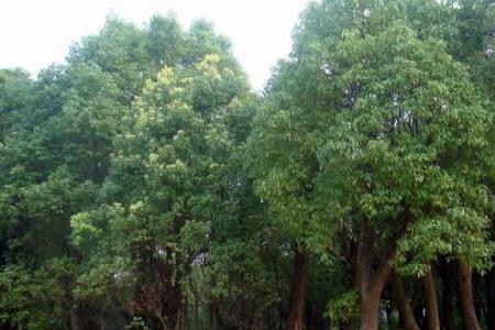 香樟树家里可以栽植几棵比较好