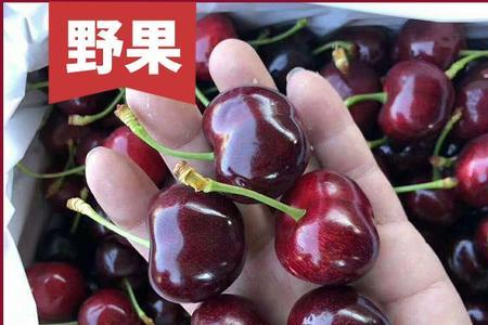 广东能种哪一个品种车厘子