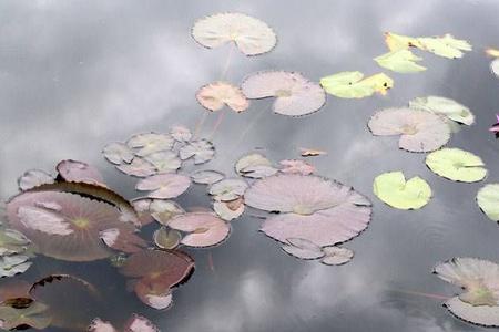 我不能随波浮沉是什么意思