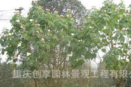 芙蓉木是啥样