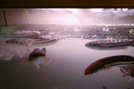 铅笔雷龙苗怎么养