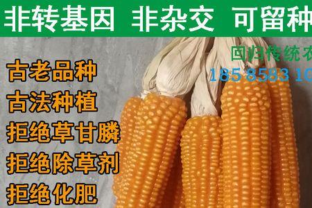 太玉339玉米种子是转基因的吗
