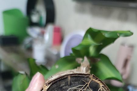 巴西木有裂痕是不是要发芽了