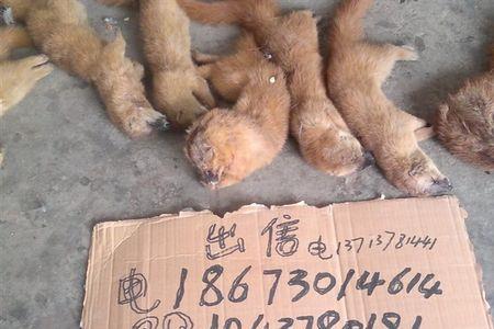 黄鼠狼可以养殖吗