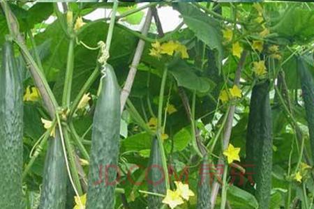 庭院种植黄瓜怎么种