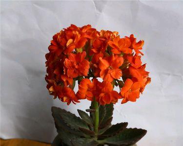 长寿花顶端开花可以养棒棒糖吗