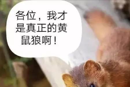 黄鼠狼粪便的图片