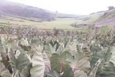 马来西亚的芋头是什么品种