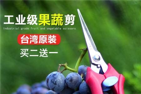 葡萄果芽是怎么样的