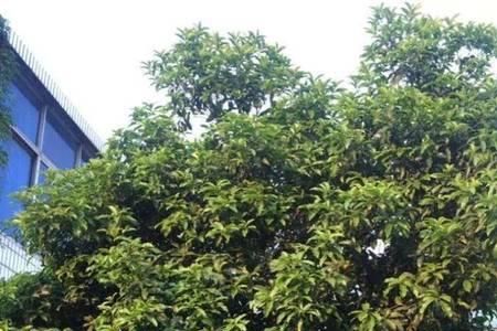 院子种桂花树和石榴树好不好