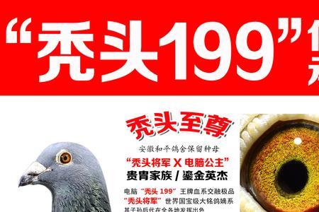 毛脚信鸽什么血统
