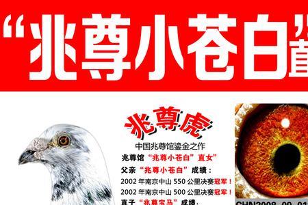 兆尊苍白骑士信鸽特征