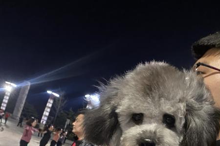灰泰迪和白泰迪能配出什么颜色