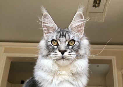 缅因猫怎么看年纪
