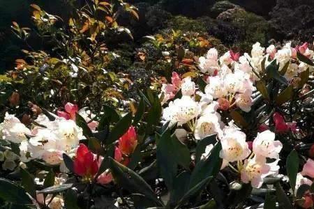 灿如云锦的意思是什么