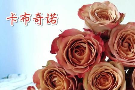 卡布奇诺和太妃糖月季区别