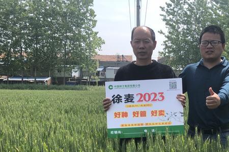 徐麦2023和徐麦35哪个好