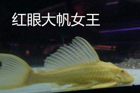 女王大帆鱼为什么白天一动不动