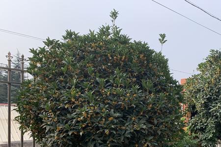 八月桂花香励志文案