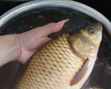 大白鲫鱼是什么鱼