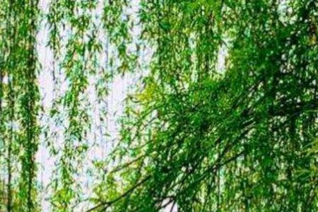 柳树是春天的什么排比句