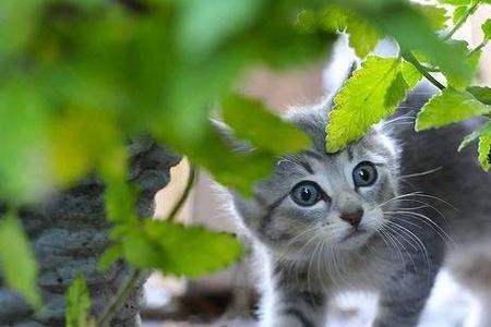 猫咪吃兰花叶子怎么办