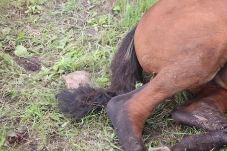 两只羊对撞会撞死吗