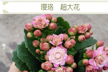 长寿花金狐狸叶子什么形状