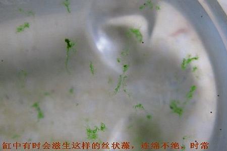 鱼缸有藻好还是没藻好