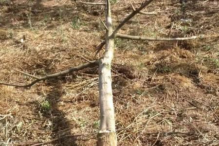 刚种上的苹果树半死不活