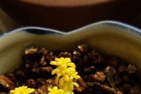 苹果X右上角出现绿痕怎么回事