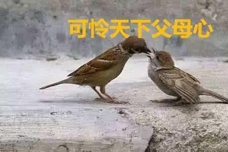 手心手背都是肉打一字
