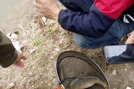 两条鱼在一起转圈是在干什么