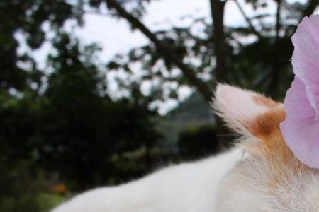 备注小喵的含义