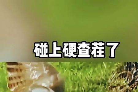 好汉架不住王八刚是啥意思