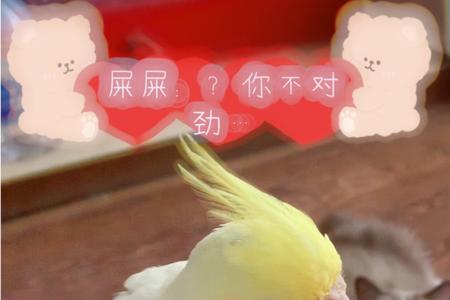 白脸派特能和红脸派特配对吗