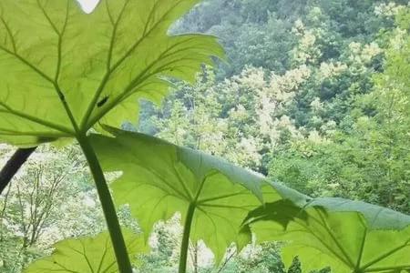 南方树叶有多大