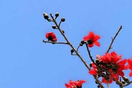 广东的木棉花在四川能不能开花
