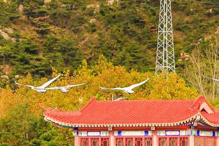 为什么天鹅会飞到上万米高空