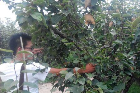 苹果李树怎么来的