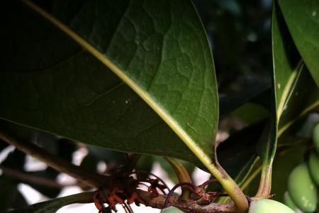 结子桂什么时候成熟