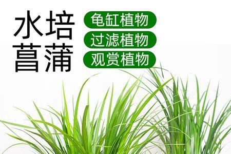 为什么鱼缸不能放石菖蒲