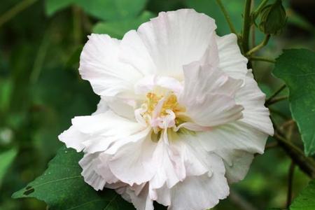 童军花什么寓意