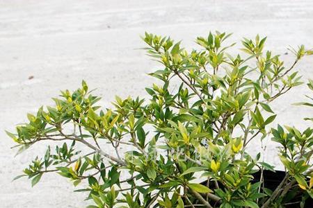 小叶栀子花品种