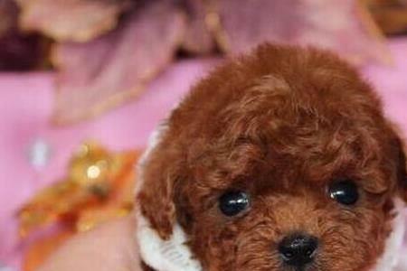 泰迪幼犬不是太精神怎么办