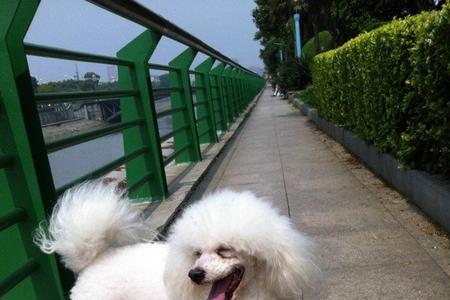 比熊犬断尾好看吗